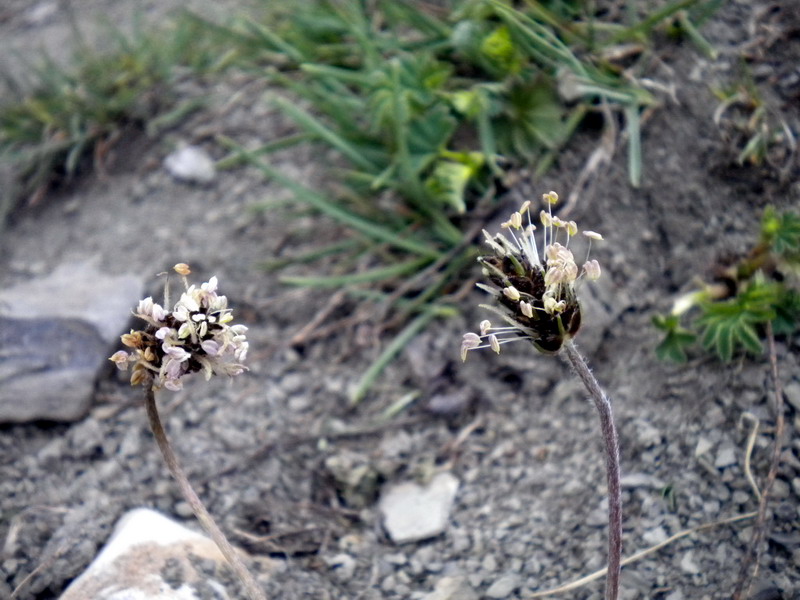 Plantago atrata