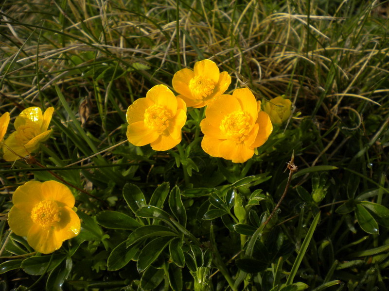 Alto appennino 3 - Ranunculus sp.