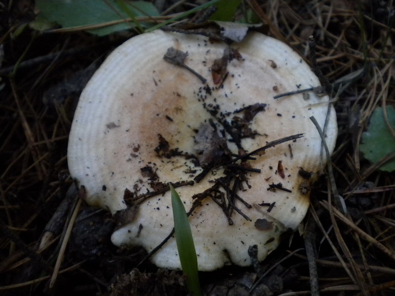 Lactarius