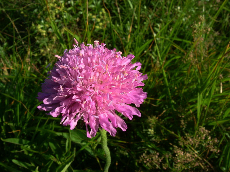 Il dubbio -  Knautia sp.