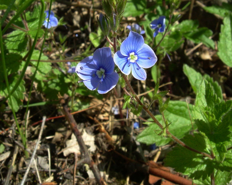 Veronica chamaedrys