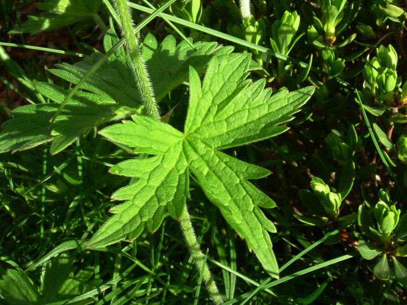 Geranium sylvaticum / Geranio silvano