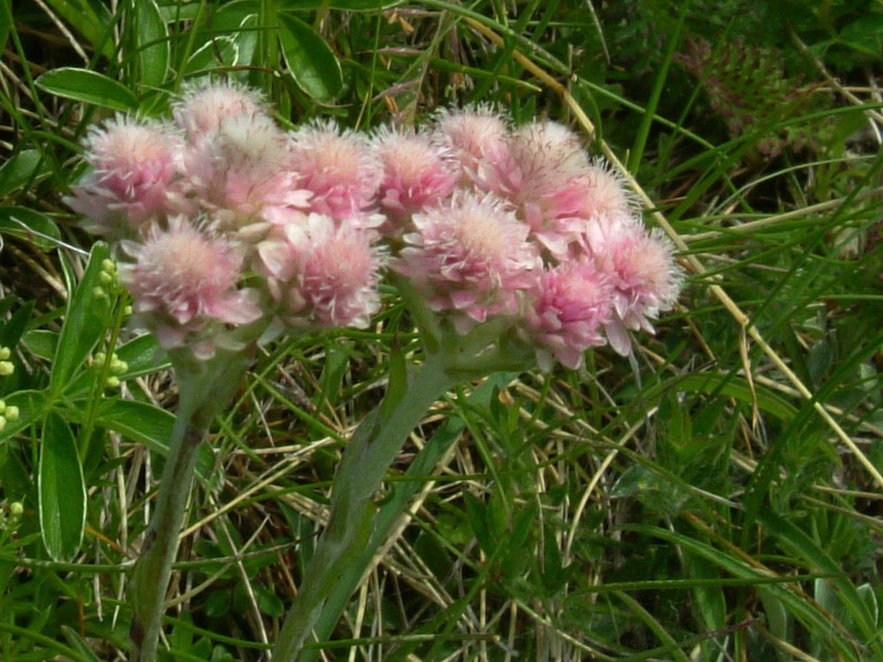 Parco del Gigante 6 - Antennaria dioica