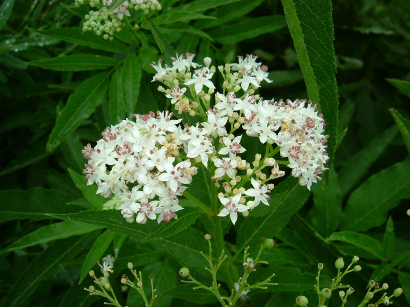 Sambucus ebulus / Sambuco lebbio