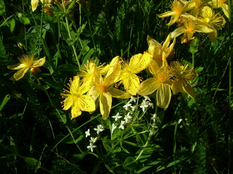 In appennino - Hypericum sp.