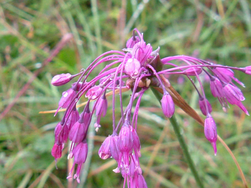 Passo Grost - Allium carinatum