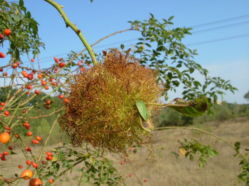 galle di Diplolepis rosae