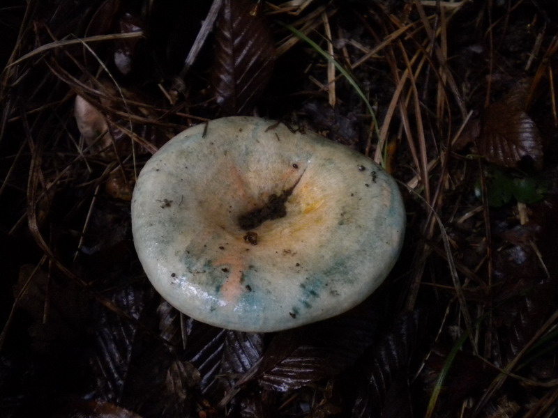 Lactarius b