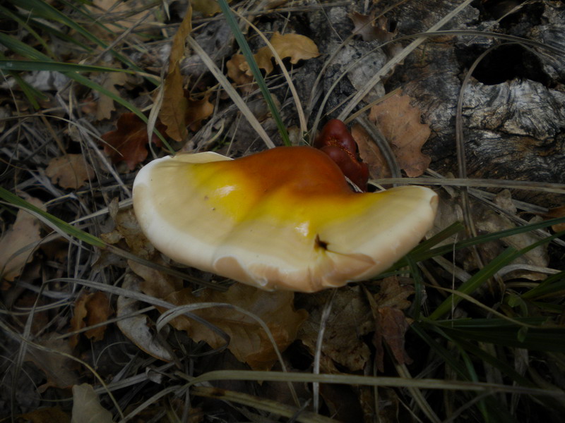 Su ceppaia (Ganoderma lucidum)