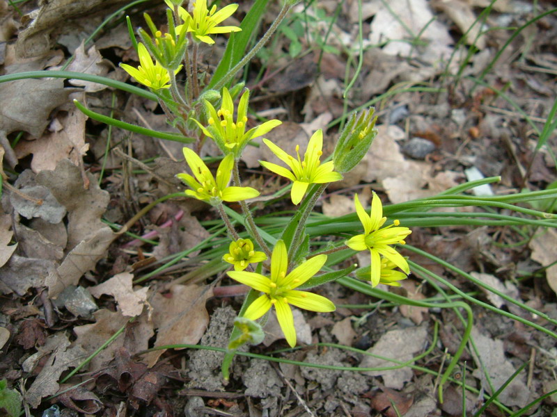 Gagea villosa / Cipollaccio dei campi