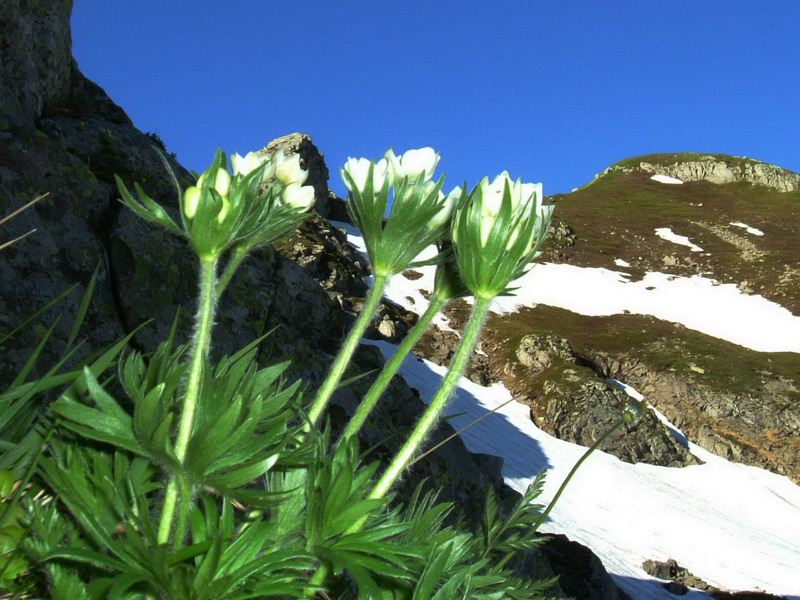 Anemonastrum narcissiflorum (=Anemone narcissiflora)