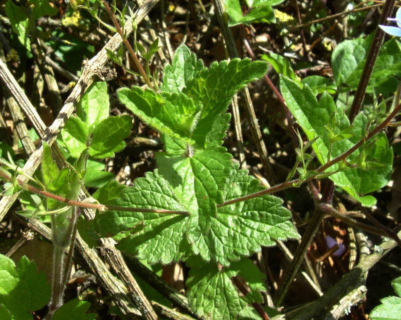 Veronica chamaedrys