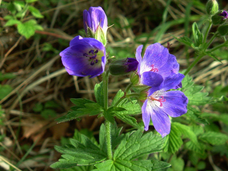 Geranium sylvaticum / Geranio silvano