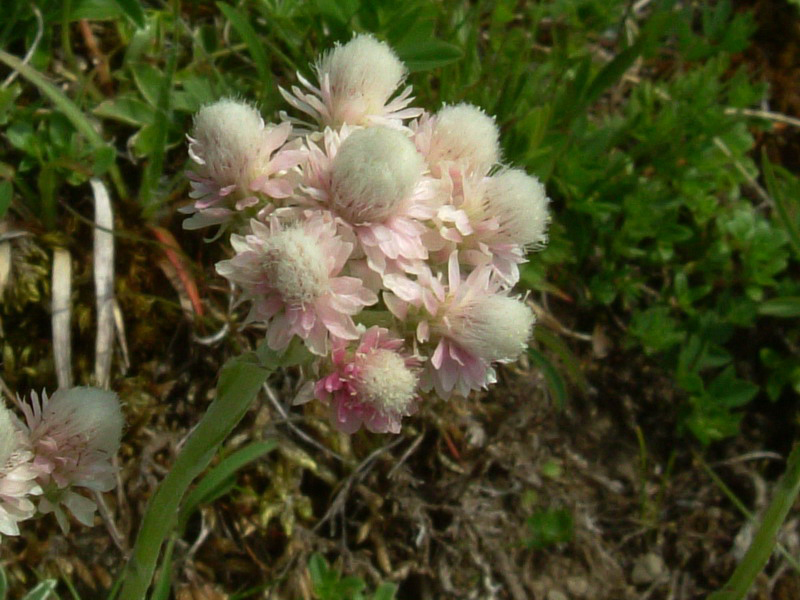 Parco del Gigante 6 - Antennaria dioica