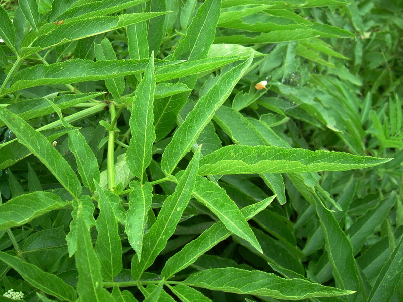 Sambucus ebulus / Sambuco lebbio