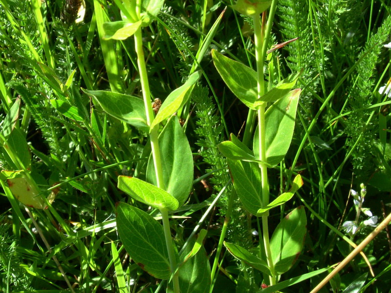 In appennino - Hypericum sp.