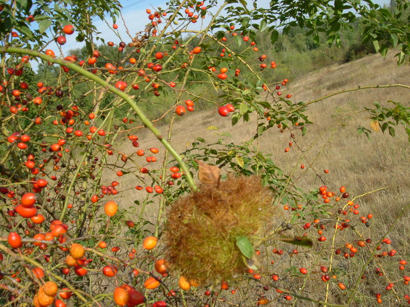 galle di Diplolepis rosae