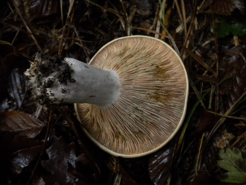 Lactarius b