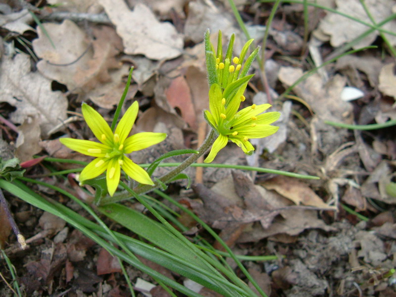 Gagea villosa / Cipollaccio dei campi