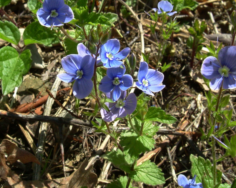 Veronica chamaedrys