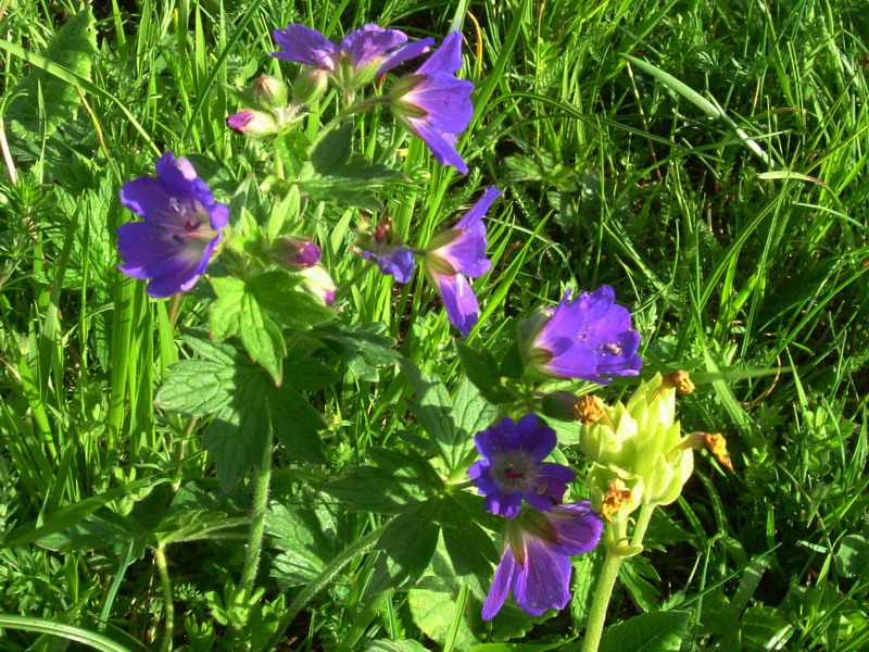 Geranium sylvaticum / Geranio silvano