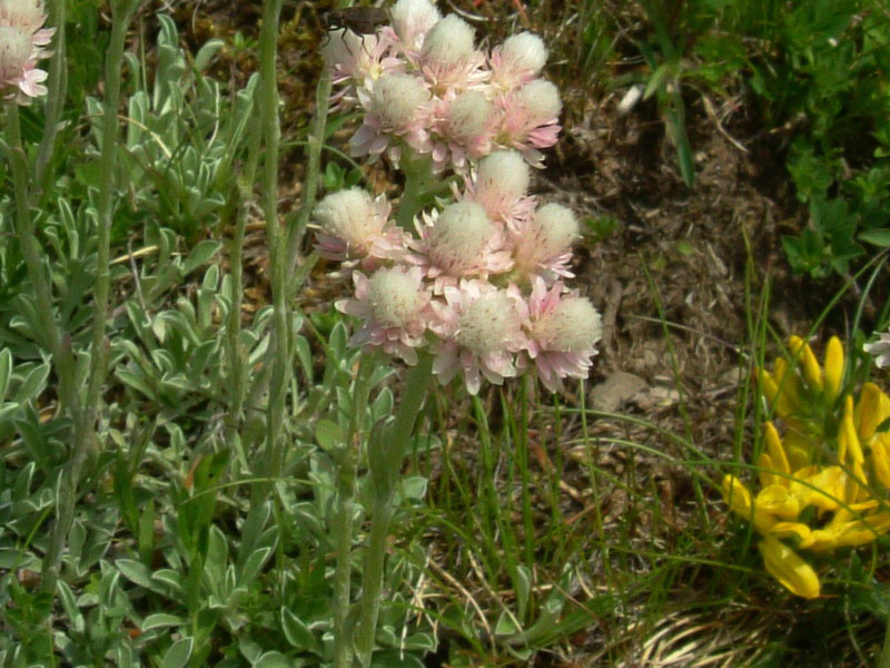 Parco del Gigante 6 - Antennaria dioica