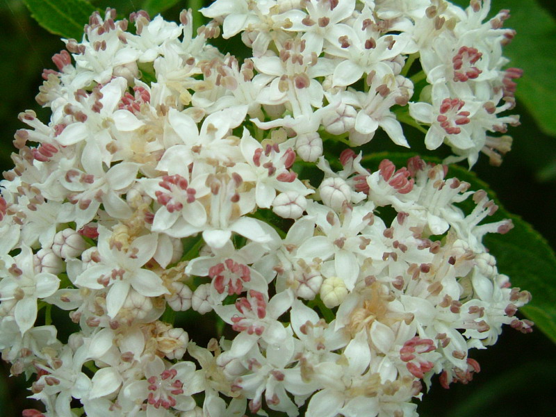 Sambucus ebulus / Sambuco lebbio