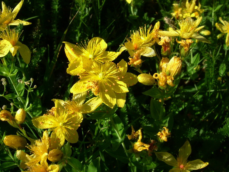 In appennino - Hypericum sp.