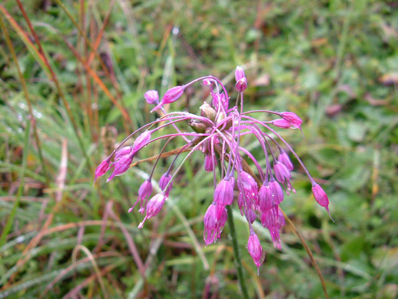 Passo Grost - Allium carinatum