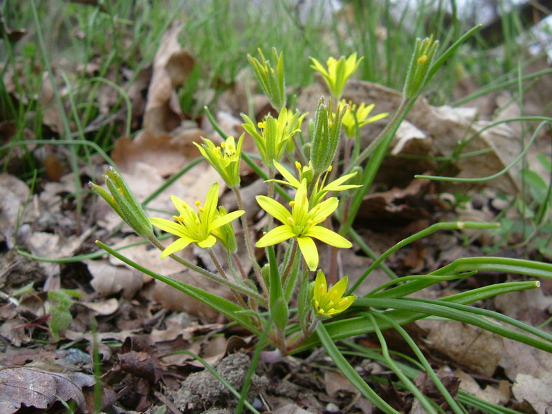 Gagea villosa / Cipollaccio dei campi