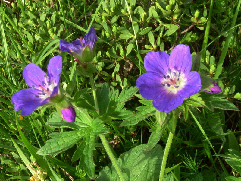 Geranium sylvaticum / Geranio silvano