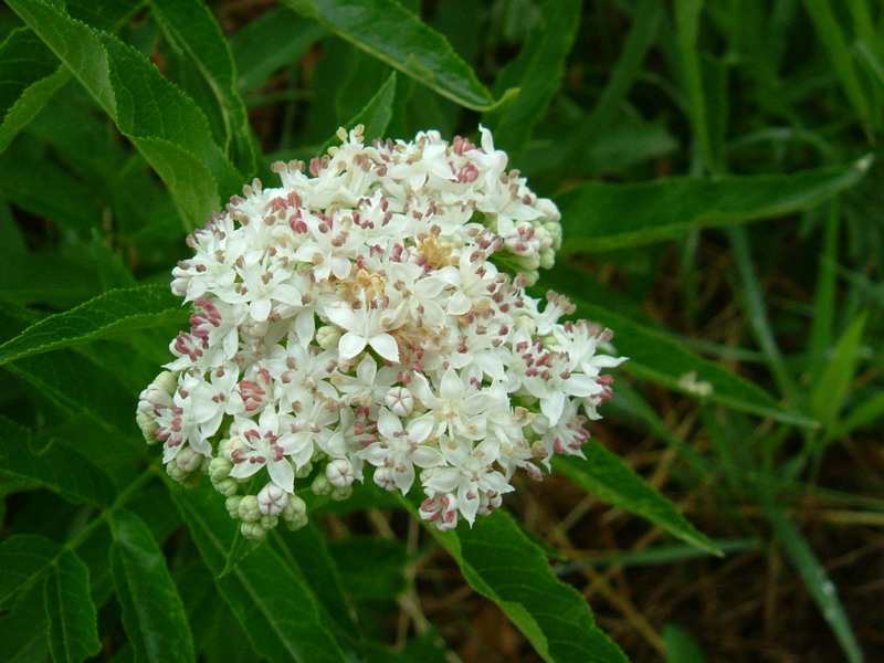 Sambucus ebulus / Sambuco lebbio