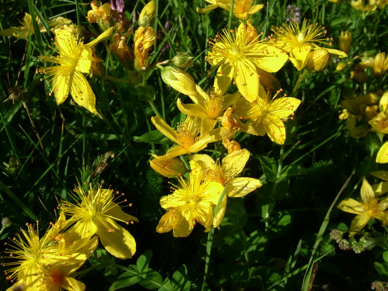 In appennino - Hypericum sp.