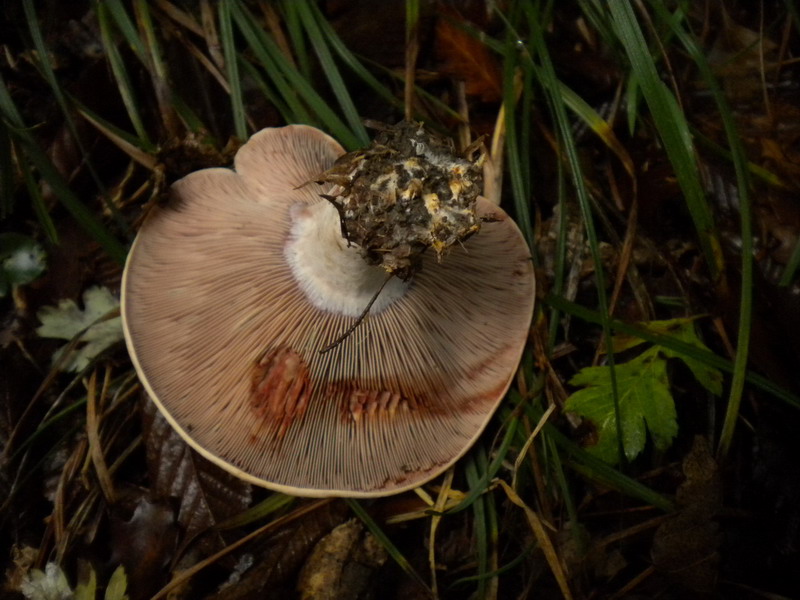 Lactarius b