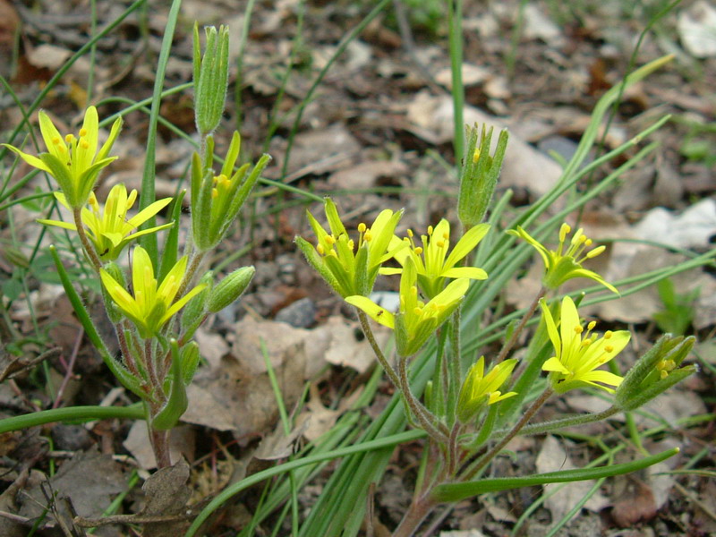 Gagea villosa / Cipollaccio dei campi