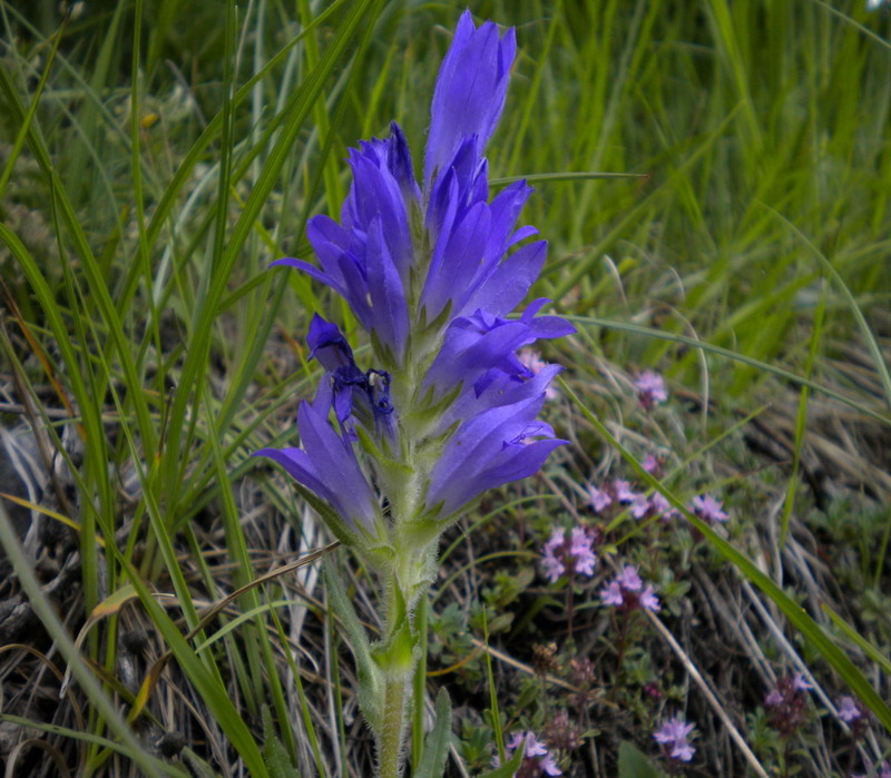 Campanula spicata / Campanula spigata