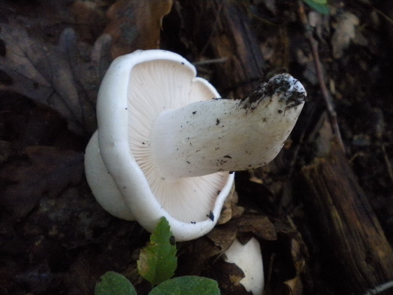 Hygrophorus