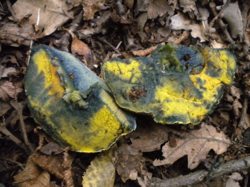 Boletus molto variabile