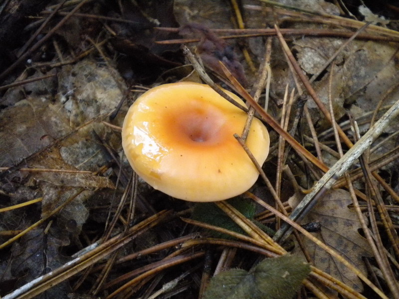 Clitocybe