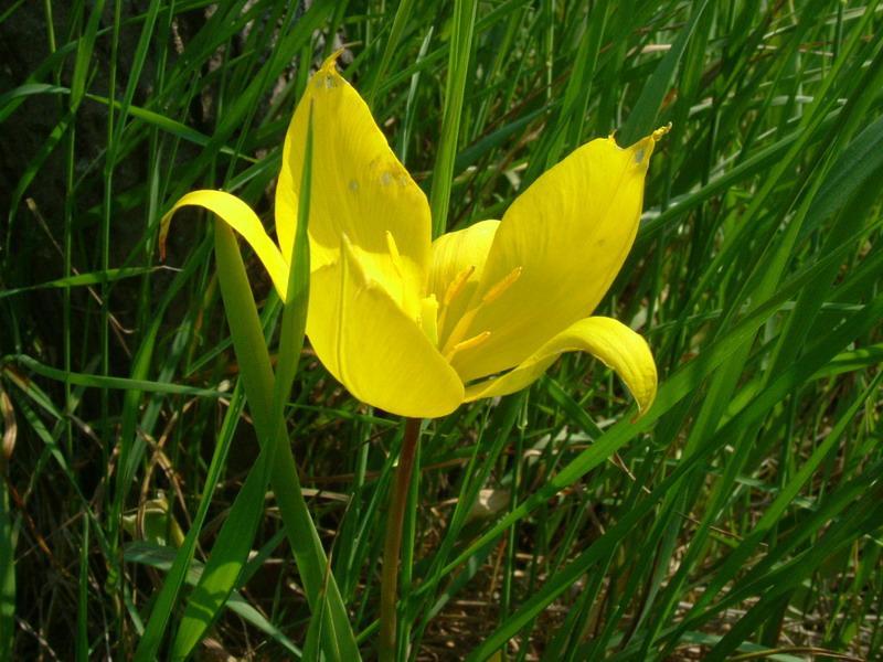 Tulipa sylvestris