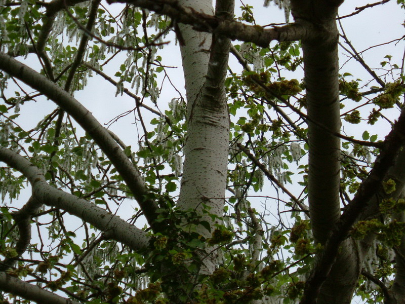 Populus alba