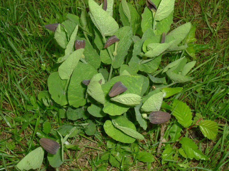 Aristolochia rotunda