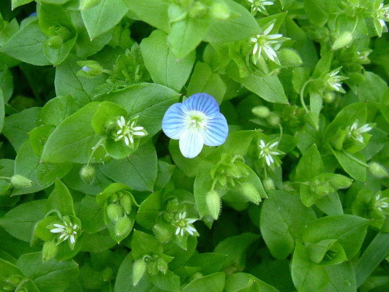 Tappeto verde - Stellaria media