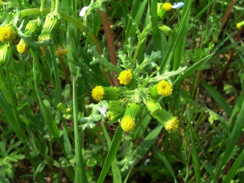 Senecio vulgaris / Senecione comune