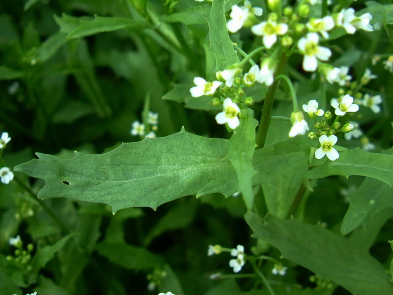 Calepina irregularis