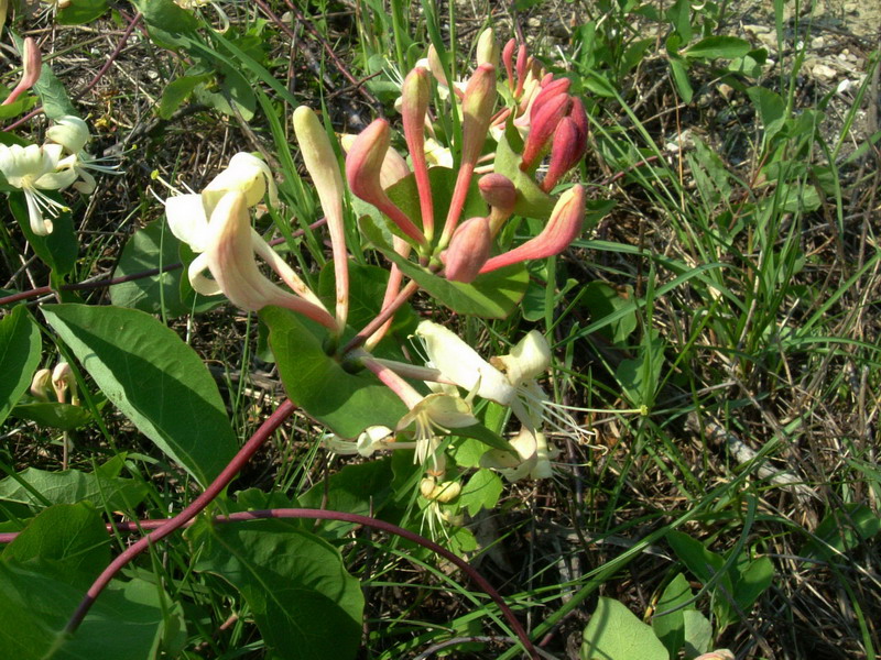 Lonicera implexa