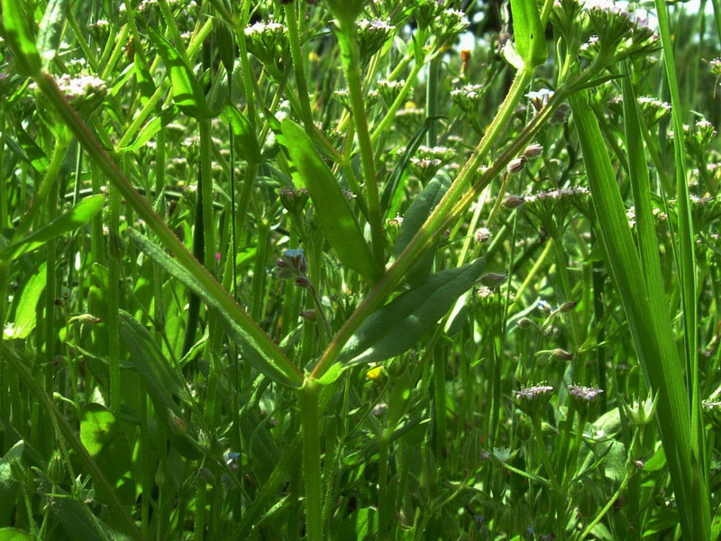 Valerianella sp.