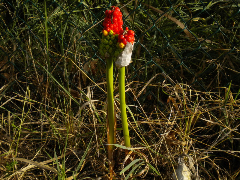 Arum italicum