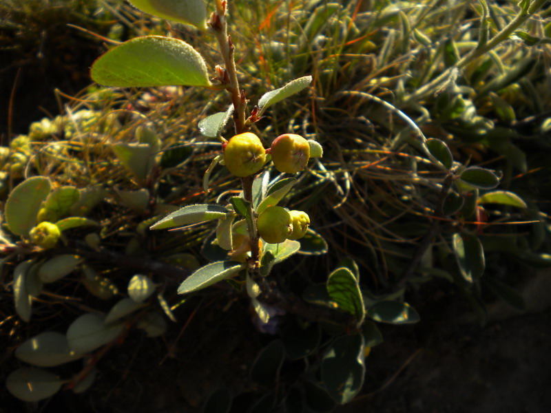 Da determinare: Cotoneaster integerrimus?