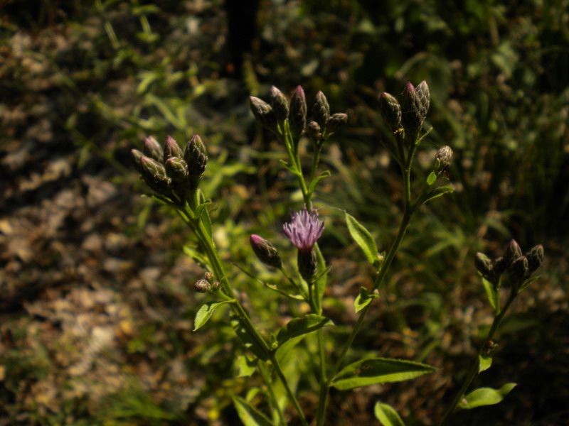 Serratula tinctoria